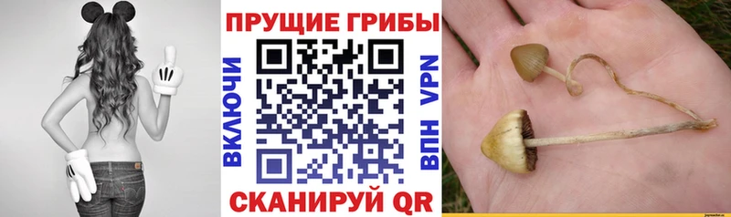 закладки  Таштагол  Псилоцибиновые грибы мухоморы 